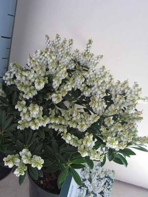  Rotsheide (Pieris Japonica 'Debutante')