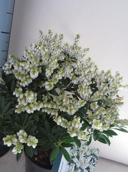  Rotsheide (Pieris Japonica 'Debutante')