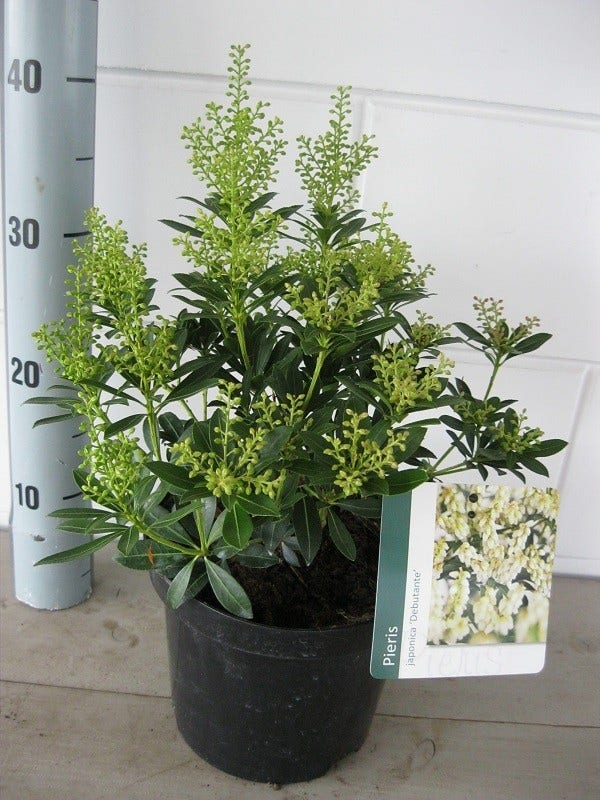  Rotsheide (Pieris Japonica 'Debutante')