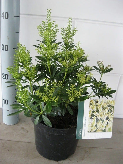  Rotsheide (Pieris Japonica 'Debutante')