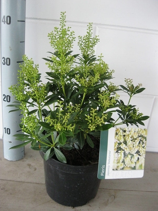  Rotsheide (Pieris Japonica 'Debutante')