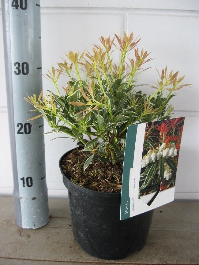 Rotsheide (Pieris Japonica 'Flaming Silver')