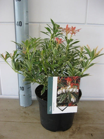  Rotsheide (Pieris Japonica 'Flaming Silver')