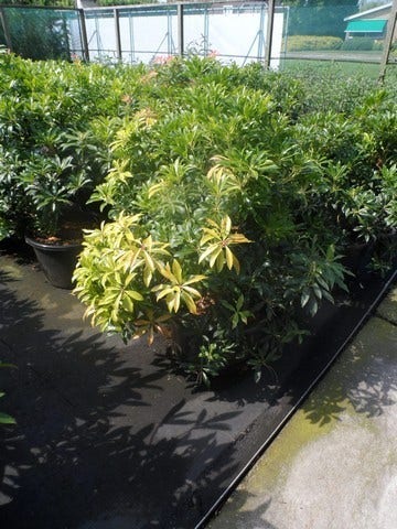  Rotsheide (Pieris 'Forest Flame')