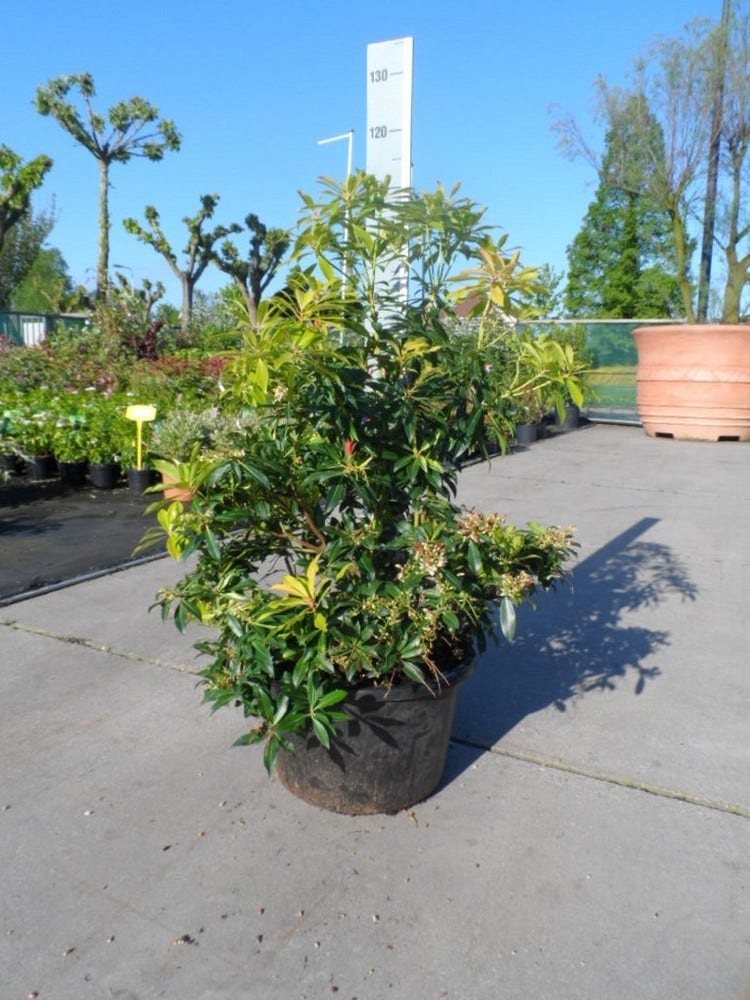  Rotsheide (Pieris 'Forest Flame')