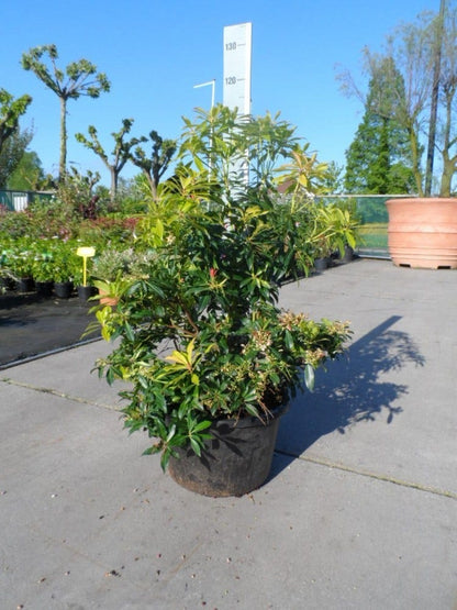  Rotsheide (Pieris 'Forest Flame')