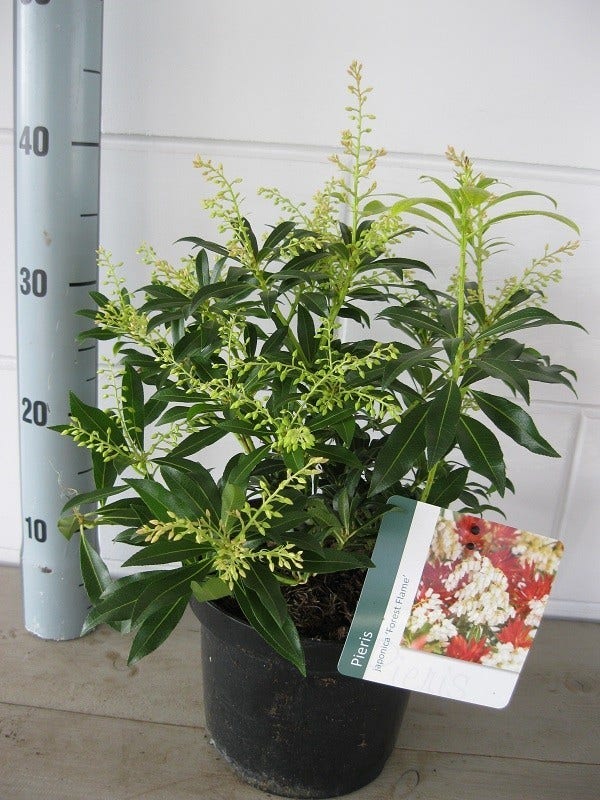  Rotsheide (Pieris 'Forest Flame')