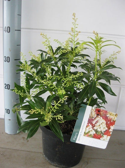  Rotsheide (Pieris 'Forest Flame')