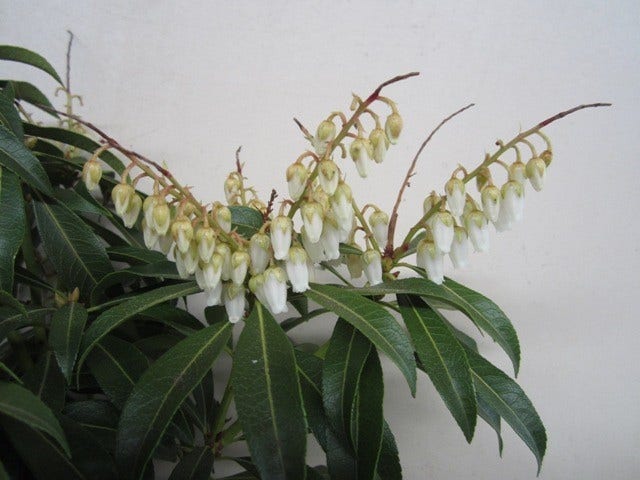  Rotsheide (Pieris 'Forest Flame')