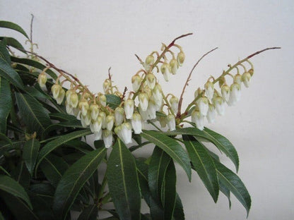 Rotsheide (Pieris 'Forest Flame')