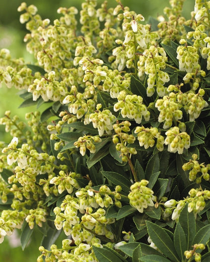  Rotsheide (Pieris Japonica 'Cupido')