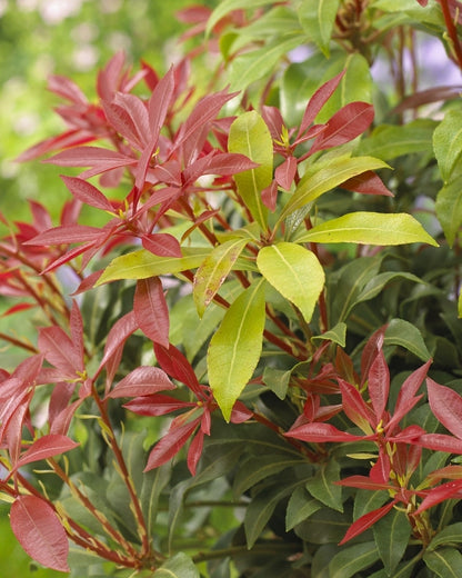  Rotsheide (Pieris Japonica 'Mountain Fire')