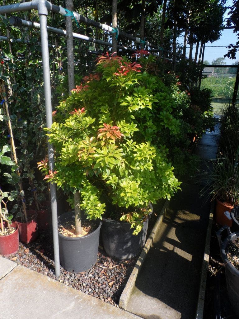  Rotsheide (Pieris Japonica 'Mountain Fire')