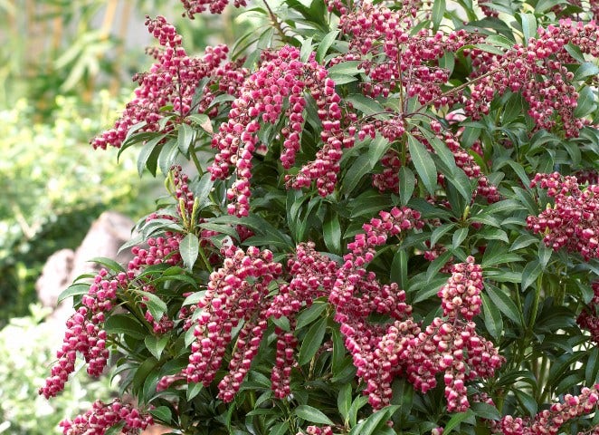  Rotsheide (Pieris Japonica 'Passion')