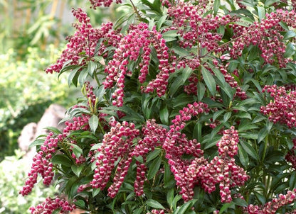  Rotsheide (Pieris Japonica 'Passion')