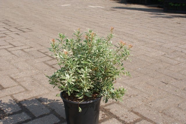  Rotsheide (Pieris Japonica 'Variegata')