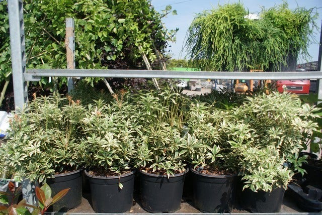  Rotsheide (Pieris Japonica 'Variegata')