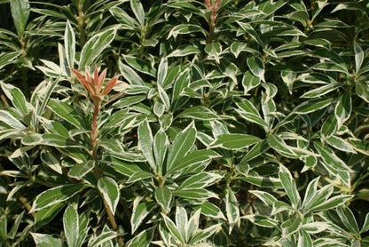  Rotsheide (Pieris Japonica 'Variegata')