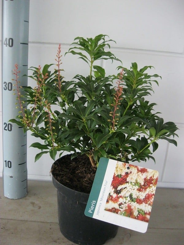  Rotsheide (Pieris Japonica 'Mountain Fire')