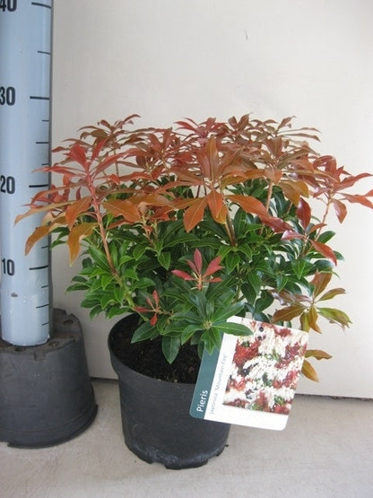  Rotsheide (Pieris Japonica 'Mountain Fire')