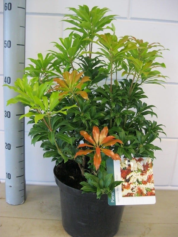  Rotsheide (Pieris Japonica 'Mountain Fire')