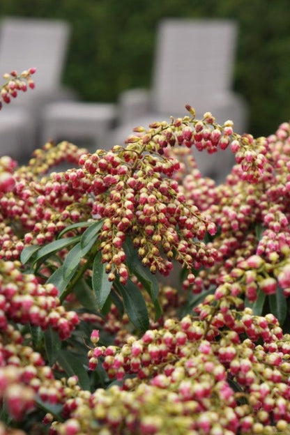  Rotsheide (Pieris Japonica 'Passion')