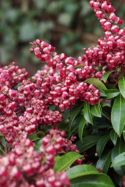  Rotsheide (Pieris Japonica 'Passion')