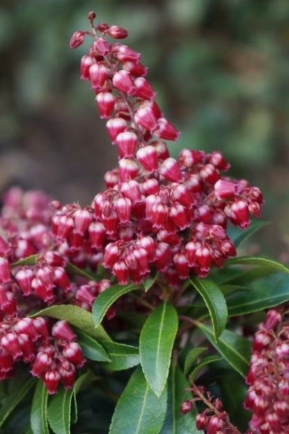  Rotsheide (Pieris Japonica 'Passion')
