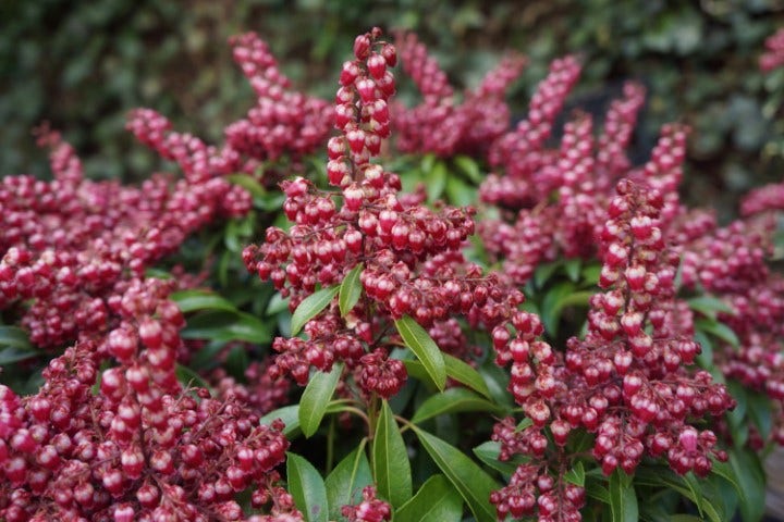  Rotsheide (Pieris Japonica 'Passion')