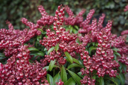  Rotsheide (Pieris Japonica 'Passion')