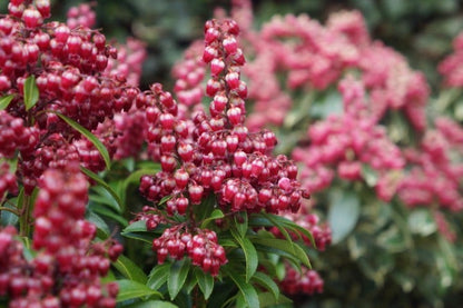  Rotsheide (Pieris Japonica 'Passion')