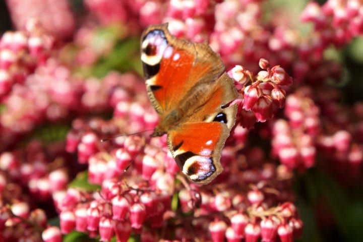  Rotsheide (Pieris Japonica 'Passion')
