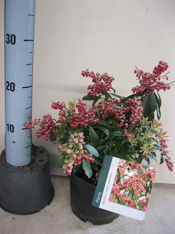  Rotsheide (Pieris Japonica 'Valley Valentine')