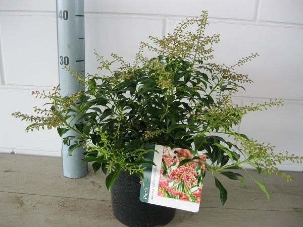  Rotsheide (Pieris Japonica 'Valley Valentine')