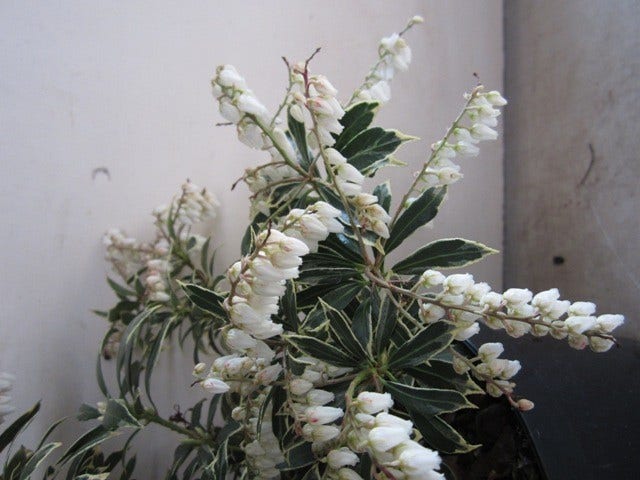  Rotsheide (Pieris Japonica 'Variegata')