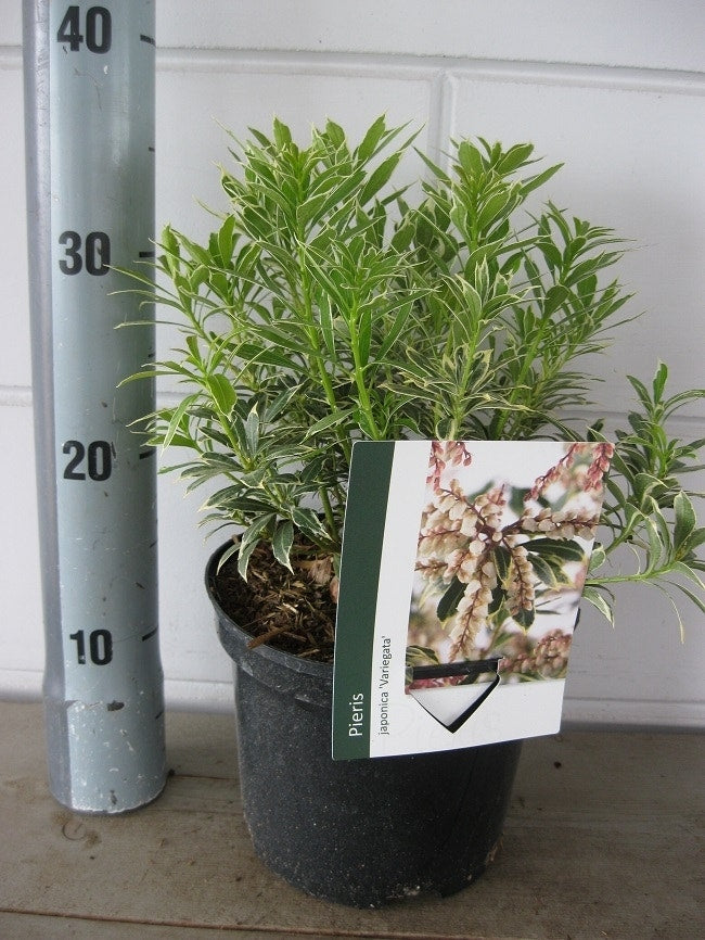  Rotsheide (Pieris Japonica 'Variegata')