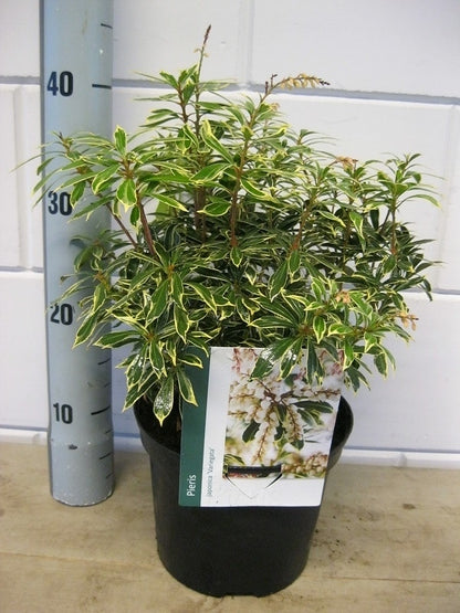  Rotsheide (Pieris Japonica 'Variegata')