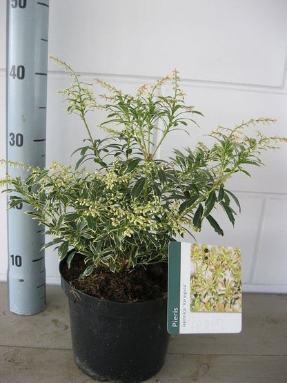  Rotsheide (Pieris Japonica 'Variegata')