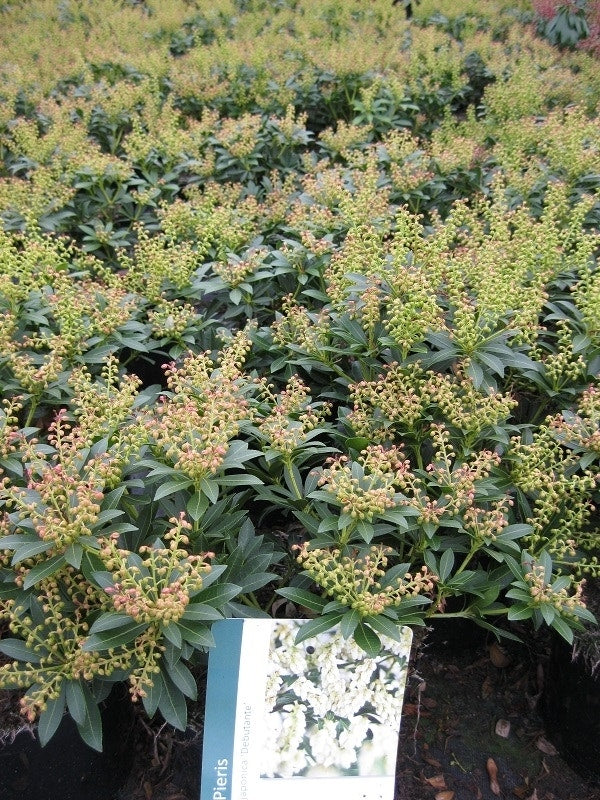  Rotsheide (Pieris Japonica 'Debutante')