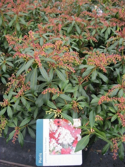  Rotsheide (Pieris 'Forest Flame')