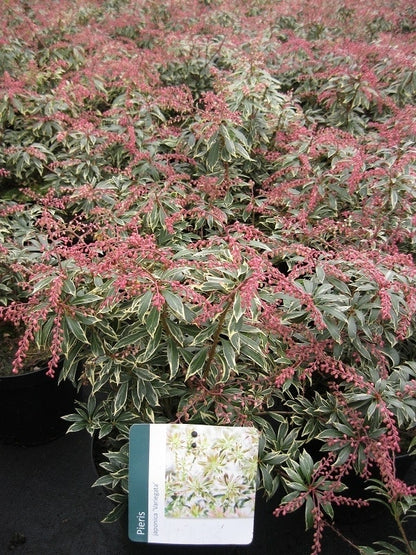  Rotsheide (Pieris Japonica 'Variegata')