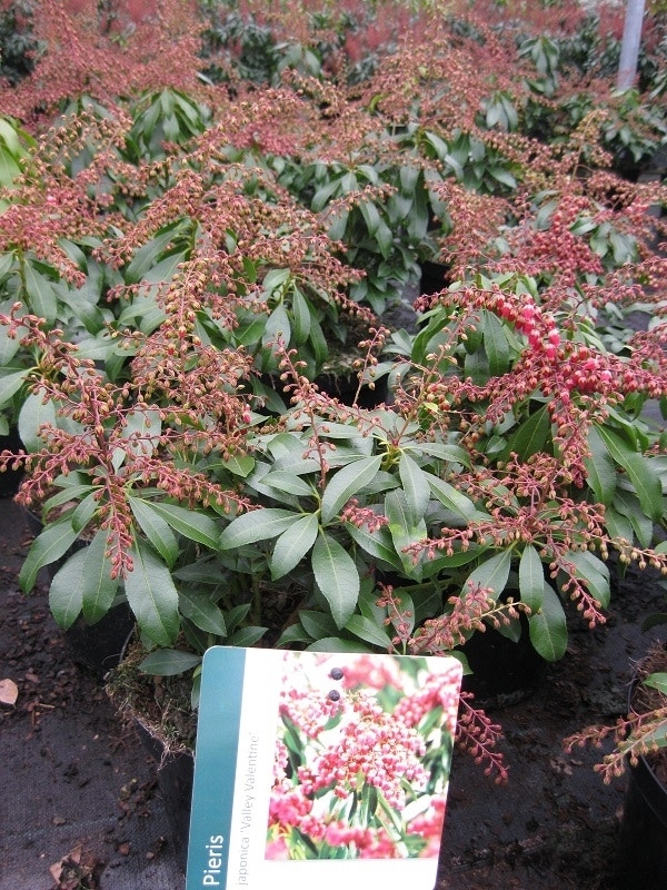  Rotsheide (Pieris Japonica 'Valley Valentine')