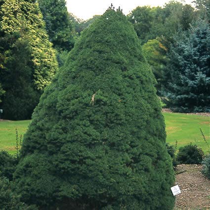  Spar (Picea Glauca 'Conica')