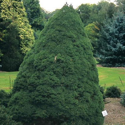  Spar (Picea Glauca 'Conica')