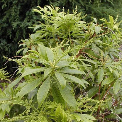  Rotsheide (Pieris Japonica 'White Cascade')
