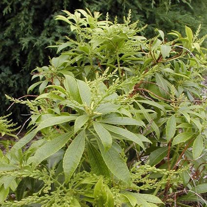  Rotsheide (Pieris Japonica 'White Cascade')