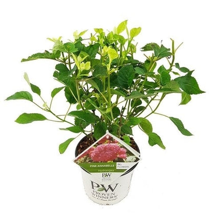  Hortensia (Hydrangea 'Pink Annabelle')