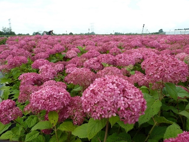  Hortensia (Hydrangea 'Pink Annabelle')