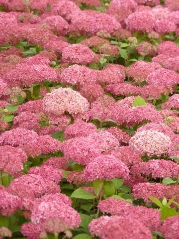  Hortensia (Hydrangea 'Pink Annabelle')