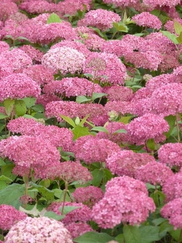  Hortensia (Hydrangea 'Pink Annabelle')